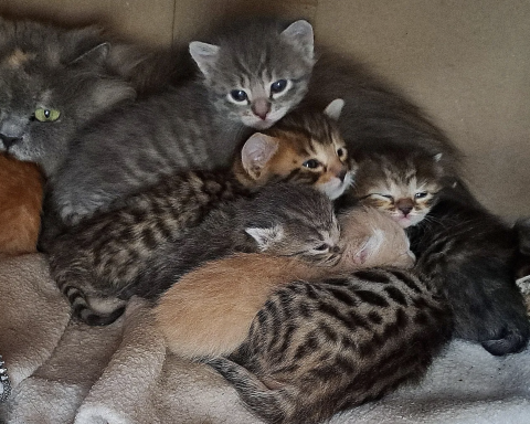Котята