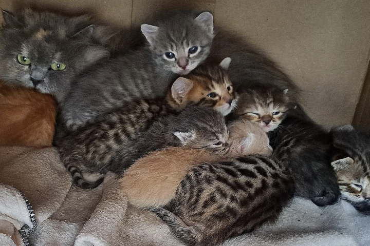 Котята