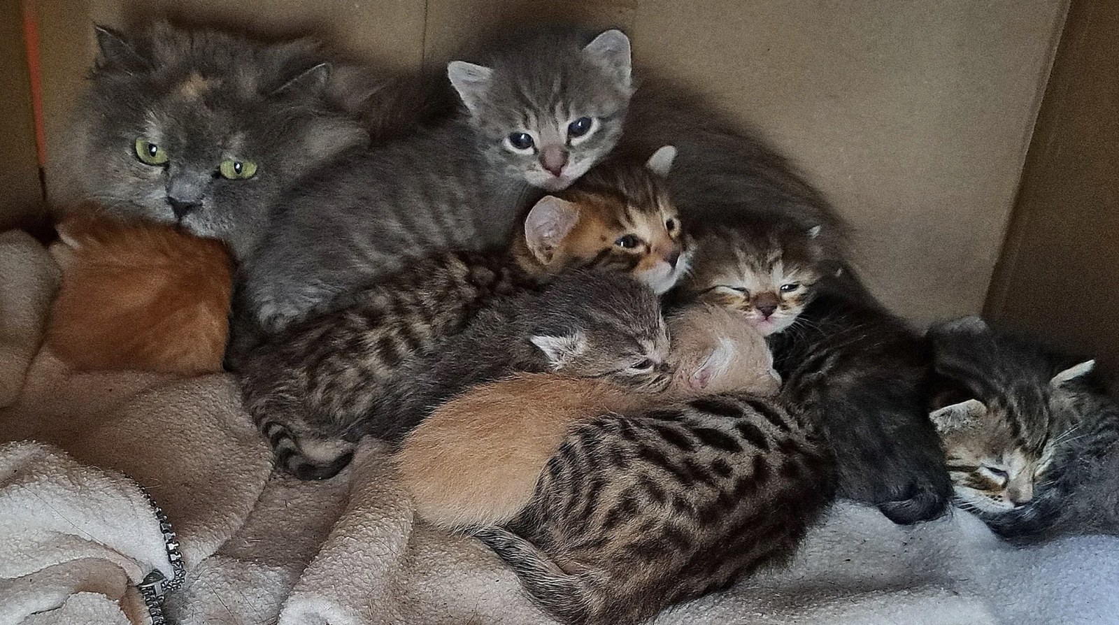 Котята