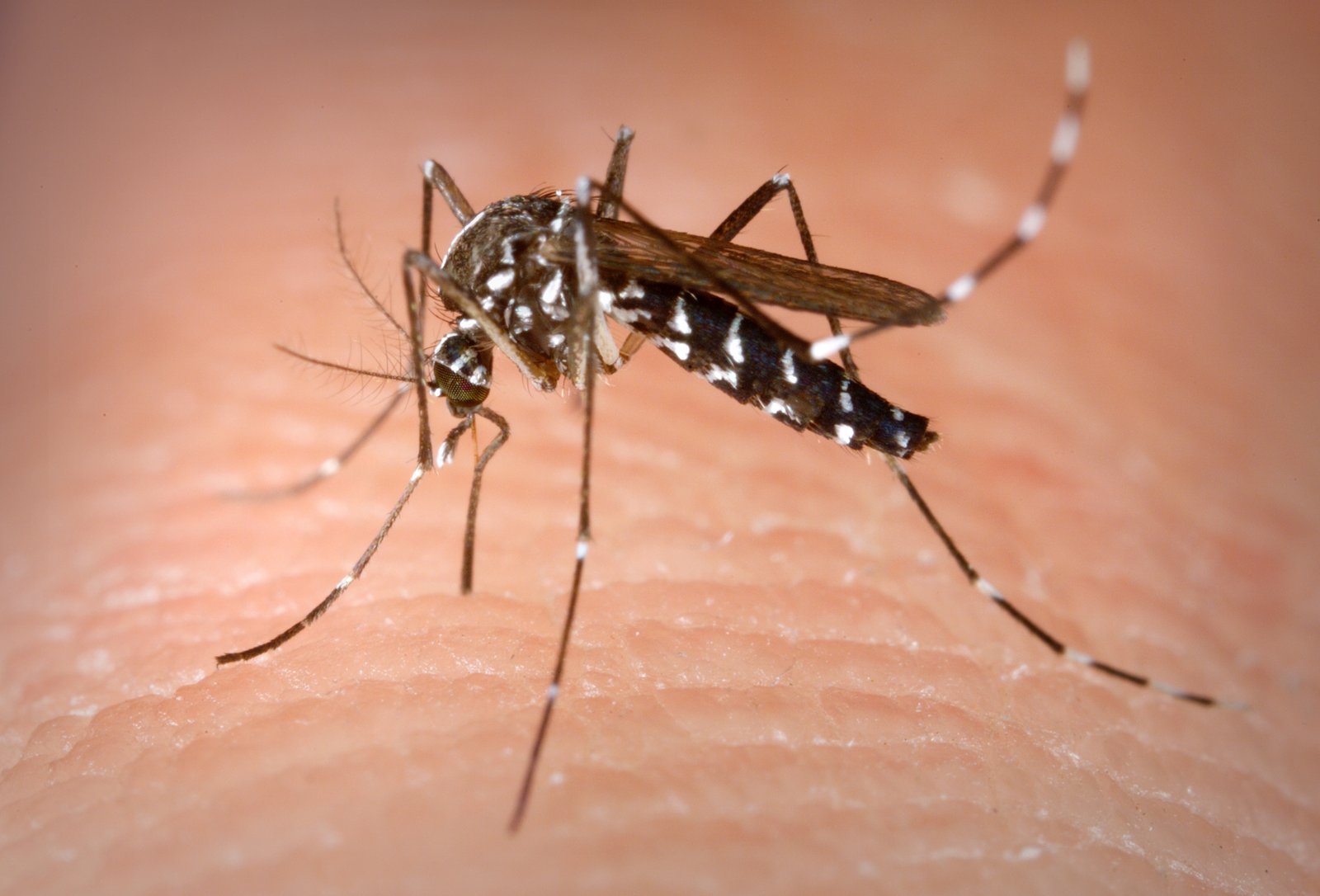 Тигровий комар