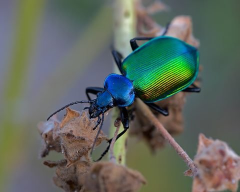 Grosser Puppenräuber (Calosoma sycophanta)