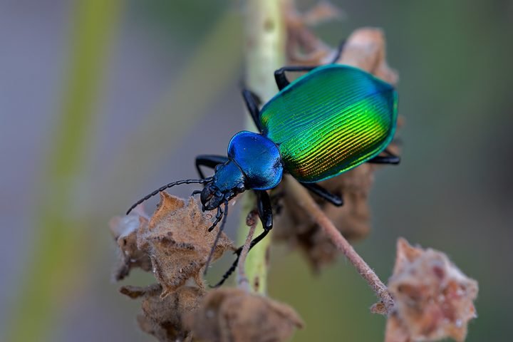 Grosser Puppenräuber (Calosoma sycophanta)