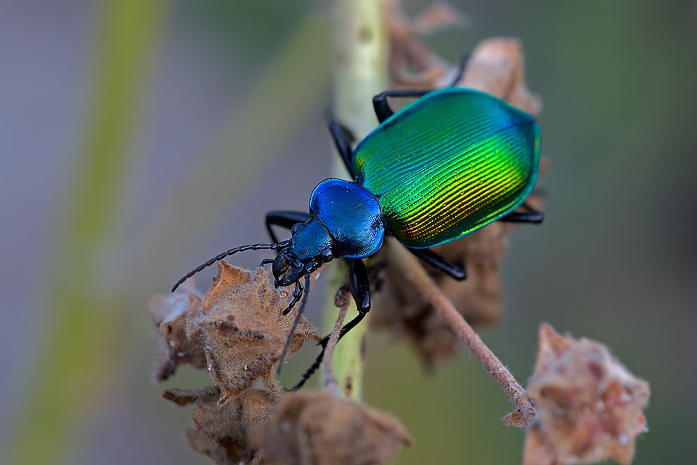 Grosser Puppenräuber (Calosoma sycophanta) - On Duty of Munich Grosser Puppenräuber (Calosoma sycophanta)