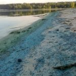 Синезелёные водоросли