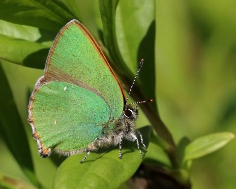 Зелений волохатий метелик Callophrys rubi