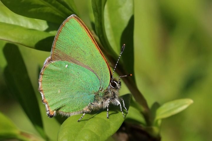 Green hairstreak (Callophrys rubi)