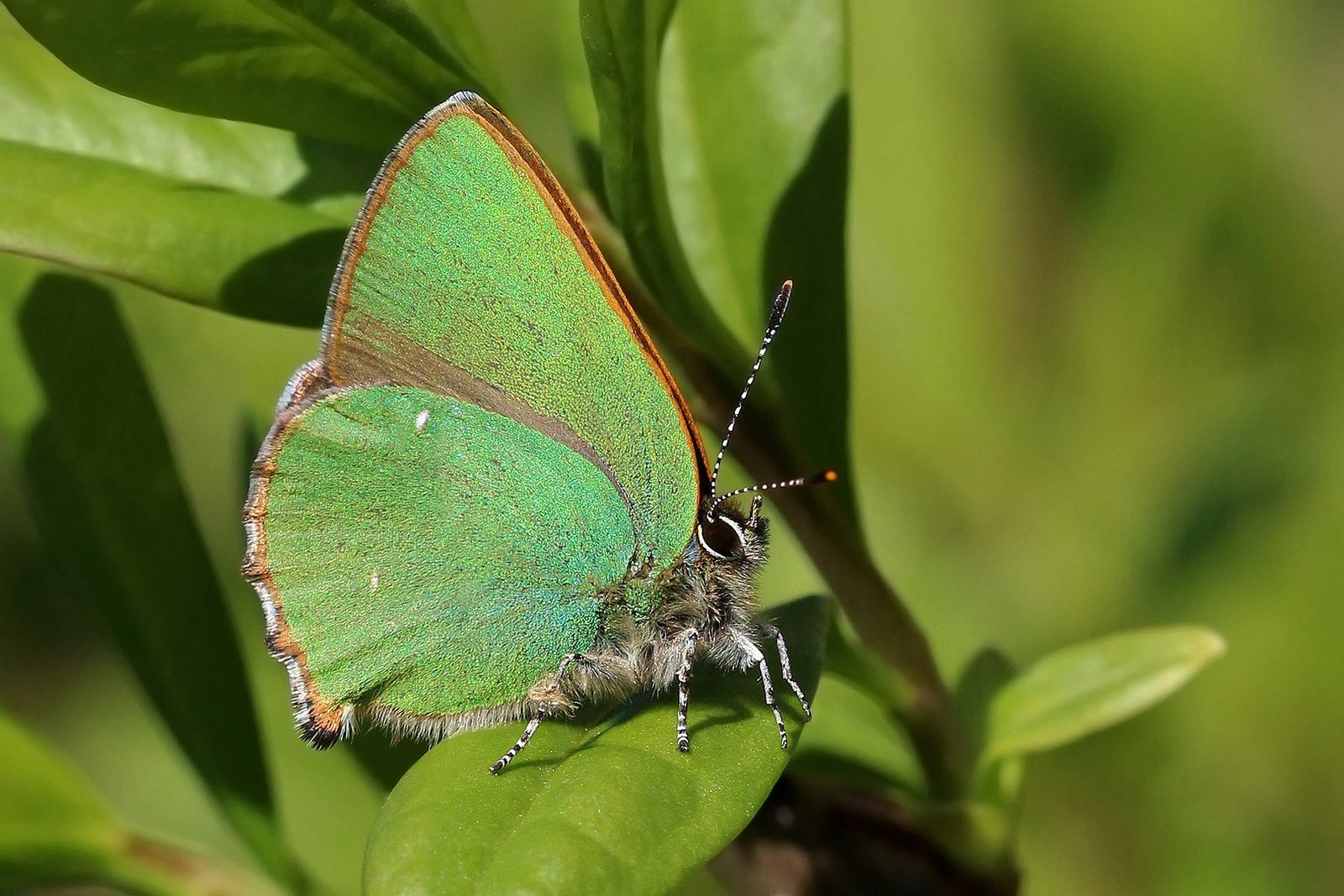 Green hairstreak (Callophrys rubi) - Дежурный по Мюнхену Green hairstreak (Callophrys rubi)