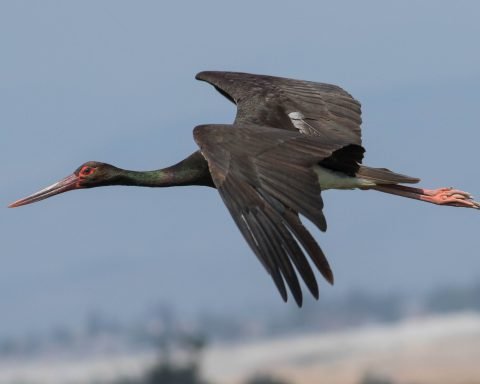 Black stork (Ciconia nigra)