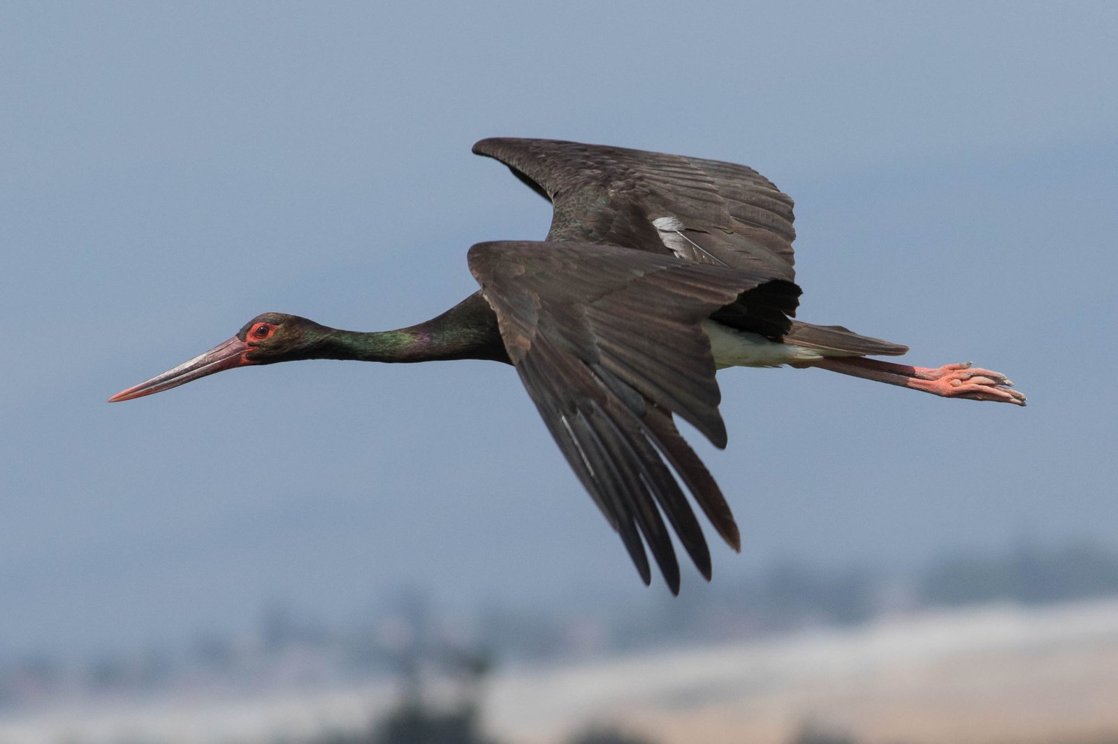 Black stork (Ciconia nigra) - Черговий по Мюнхену Black stork (Ciconia nigra)