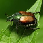 Popillia japonica
