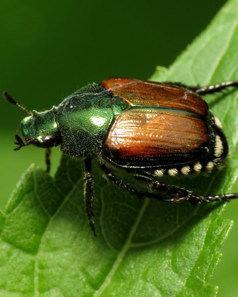Popillia japonica