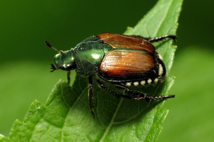 Popillia japonica