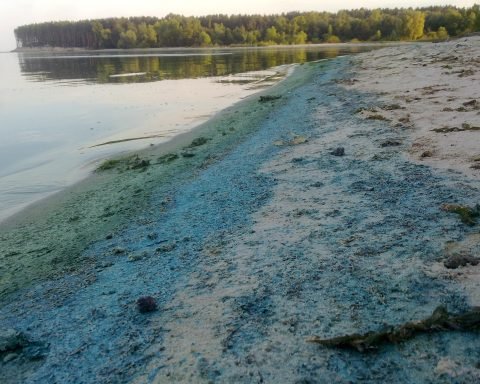 Синезелёные водоросли