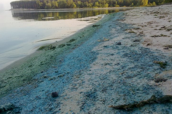 Синезелёные водоросли
