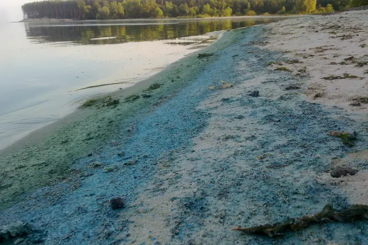 Синьо-зелені водорості
