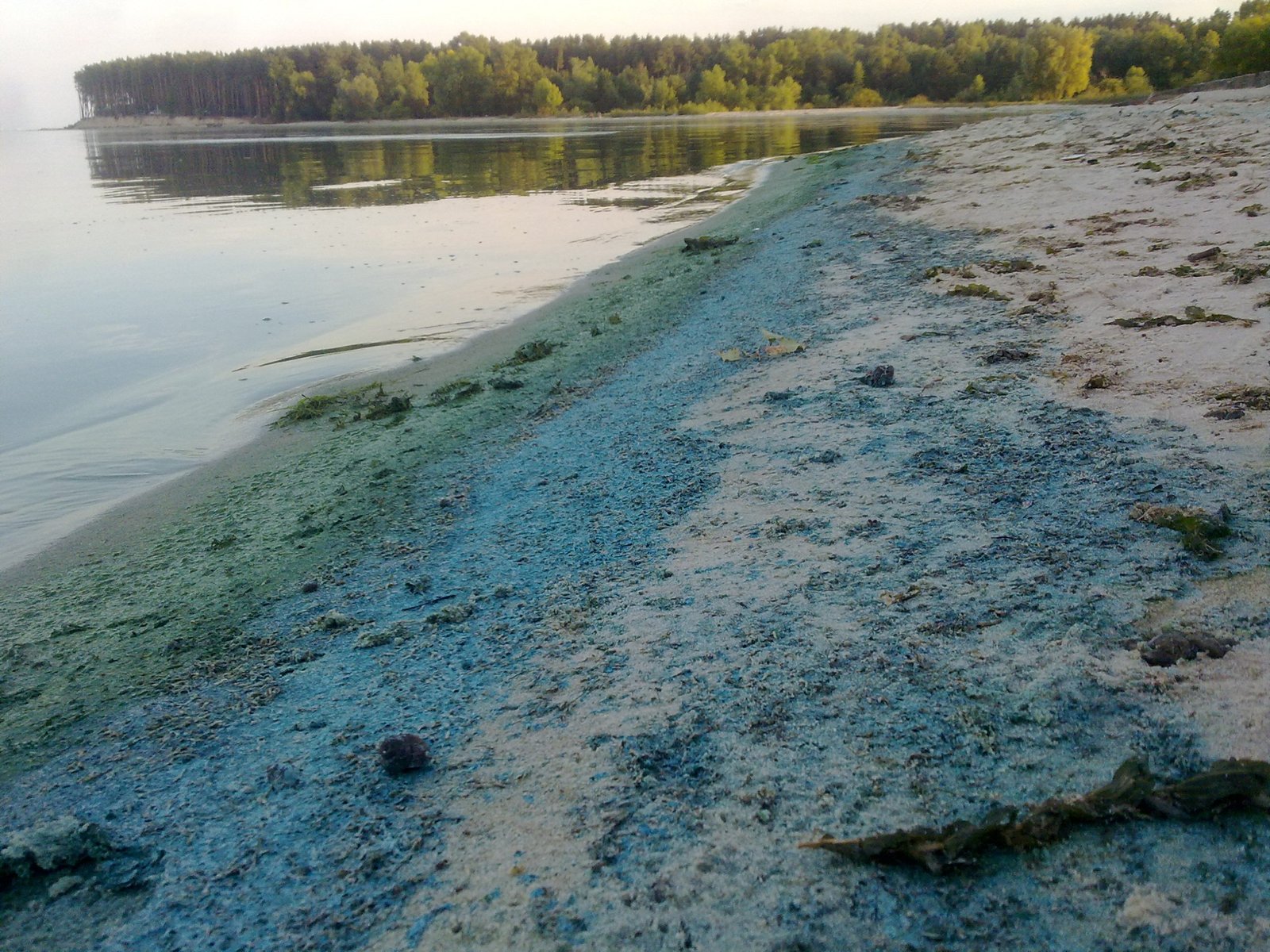 Синезелёные водоросли