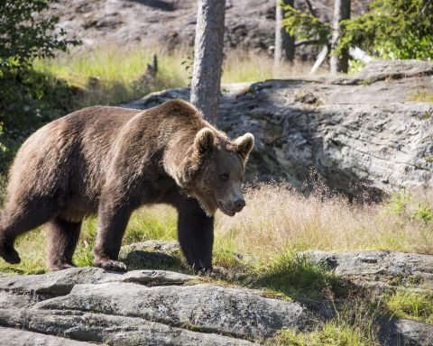 brown bear