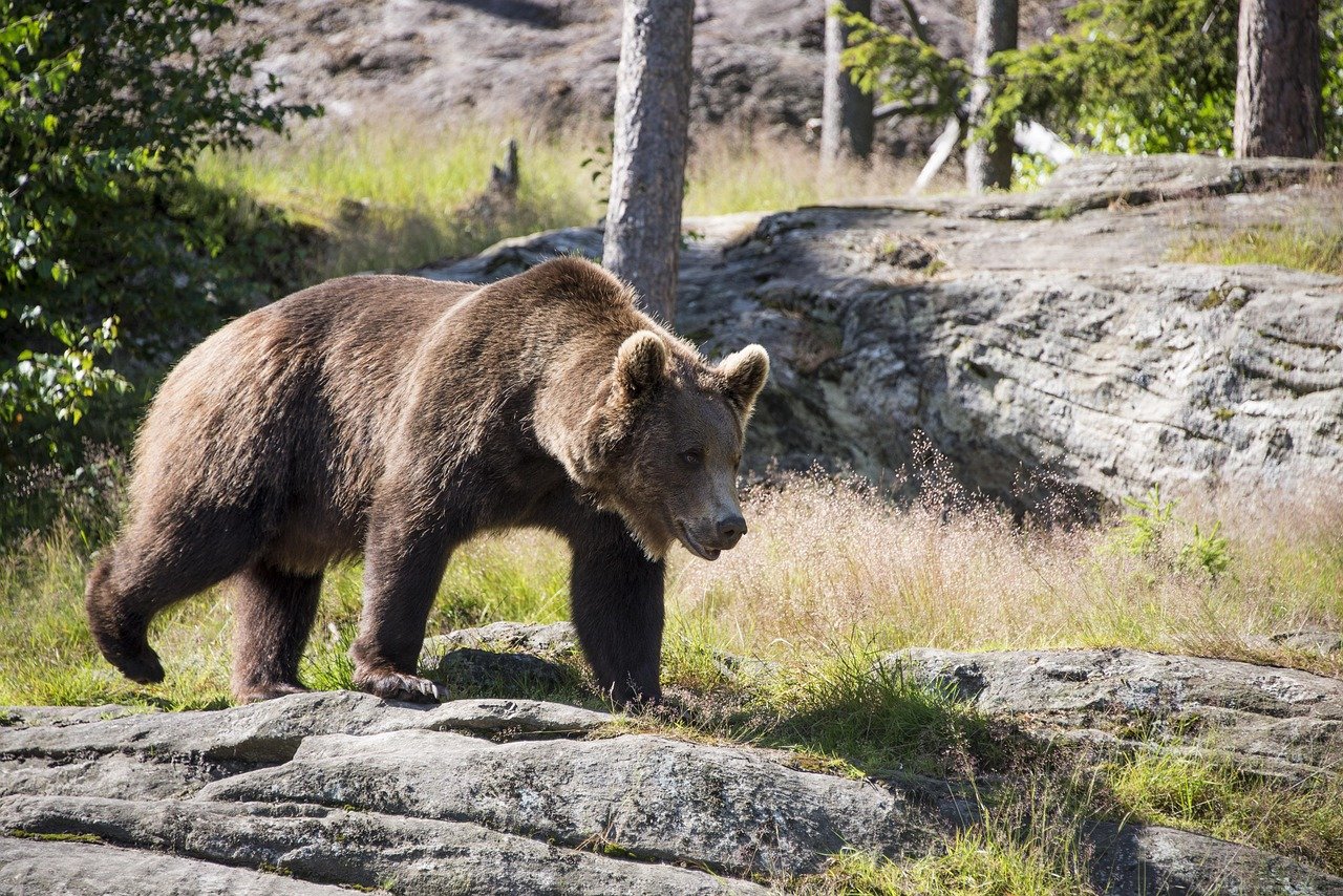 brown bear - On Duty of Munich brown bear