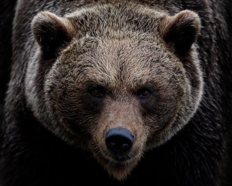 brown bear bavaria