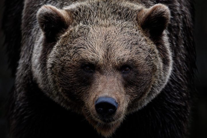 brown bear bavaria