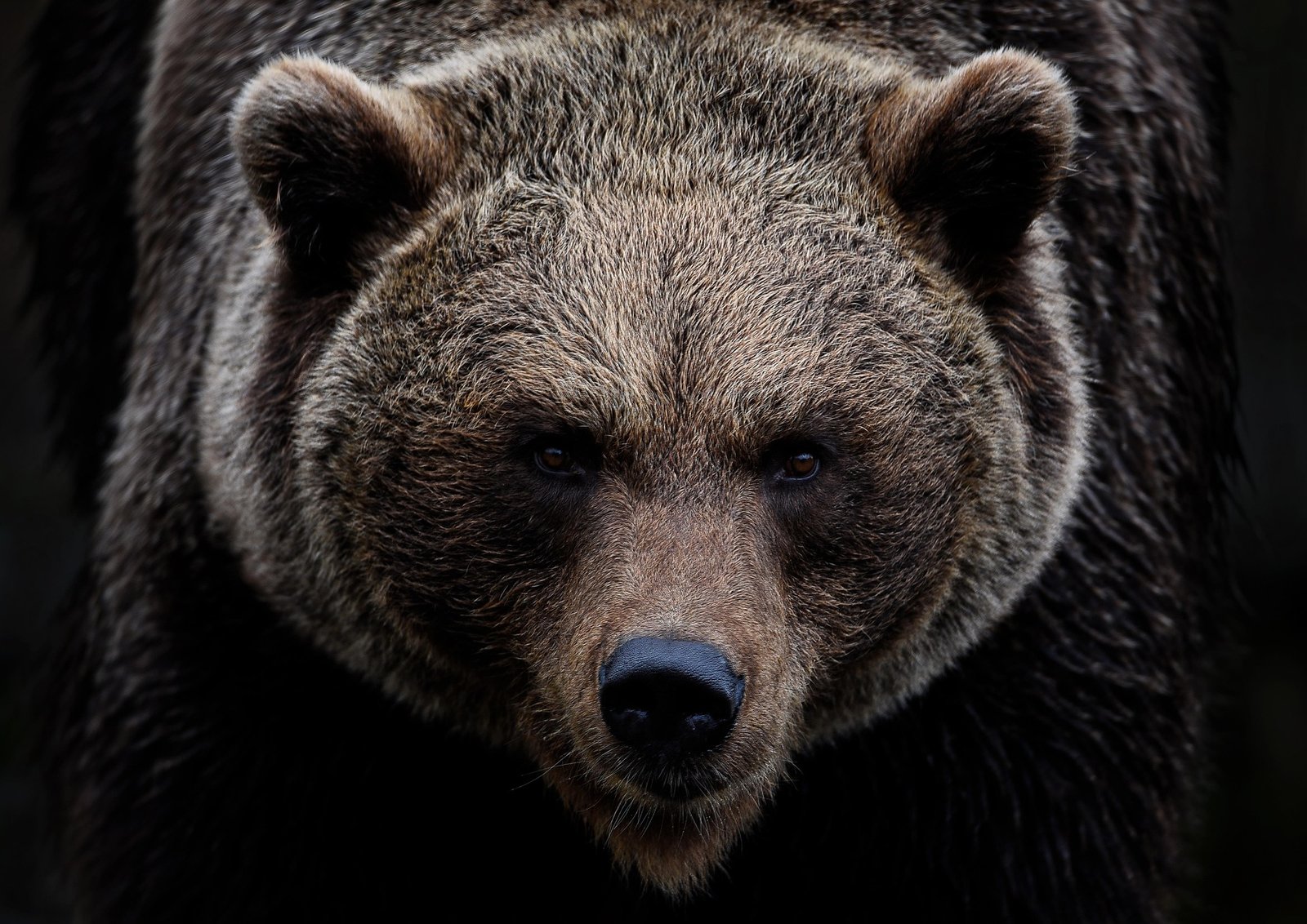 brown bear bavaria