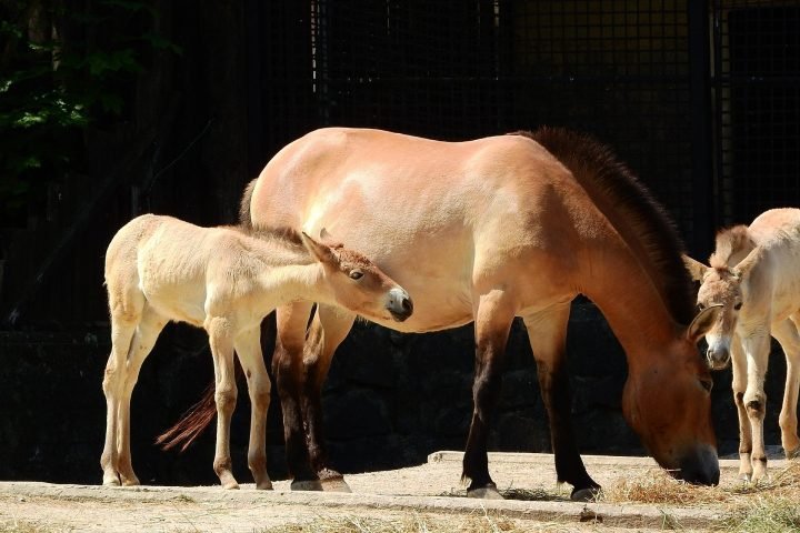 przewalskis horse
