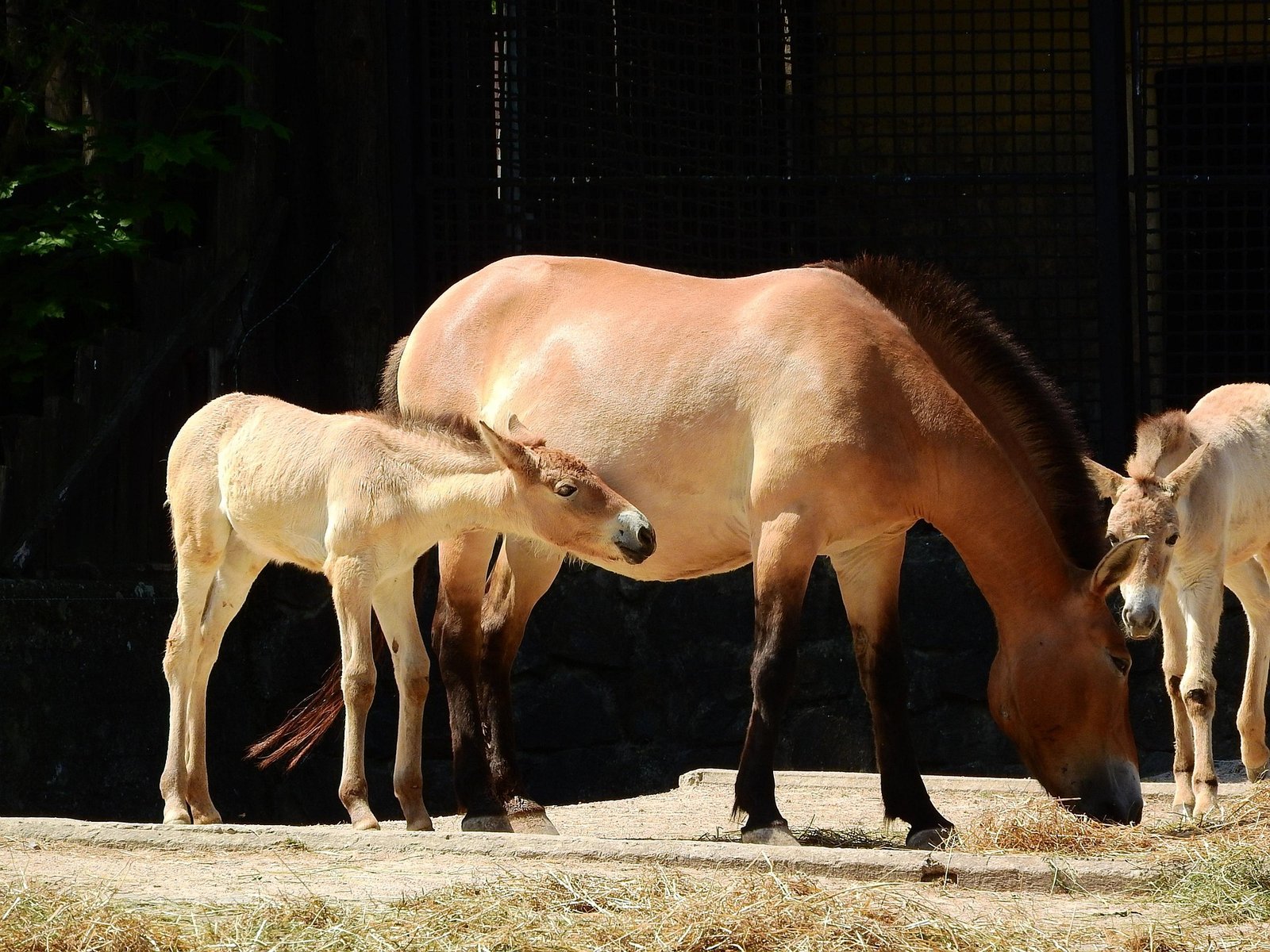 przewalskis horse
