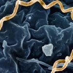 Treponema pallidum Bacteria Syphilis