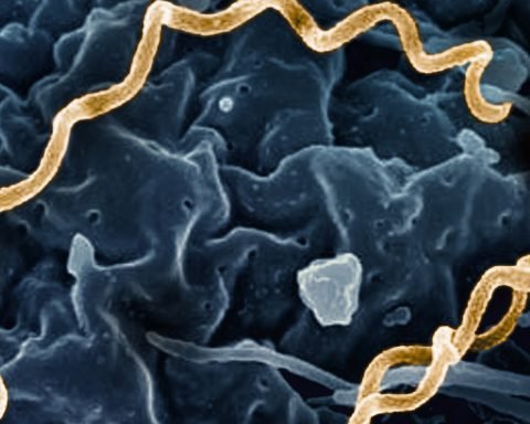 Treponema pallidum Bacteria Syphilis