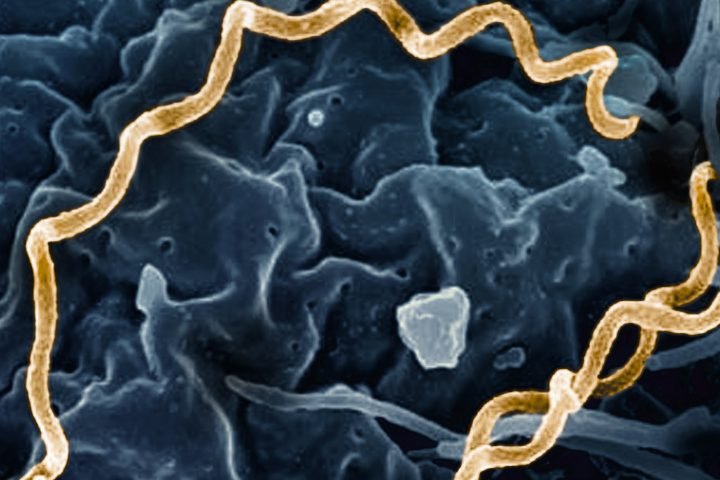 Treponema pallidum Bacteria Syphilis