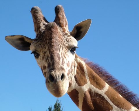 Giraffe