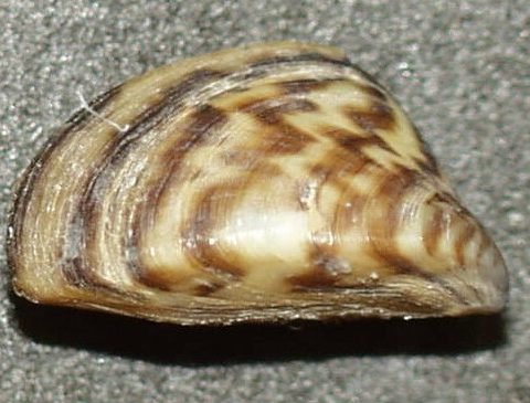 Dreissena polymorpha