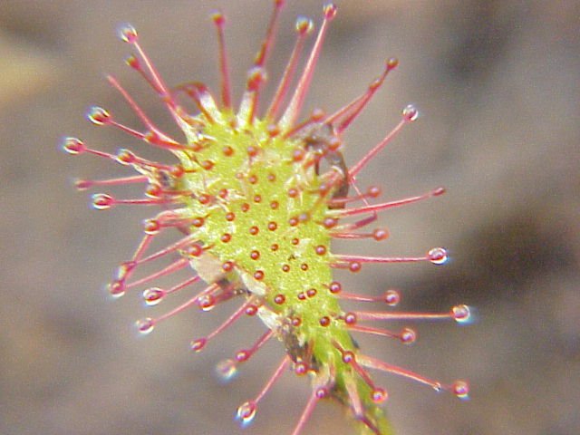 Drosera von Bayern - On Duty of Munich Drosera von Bayern