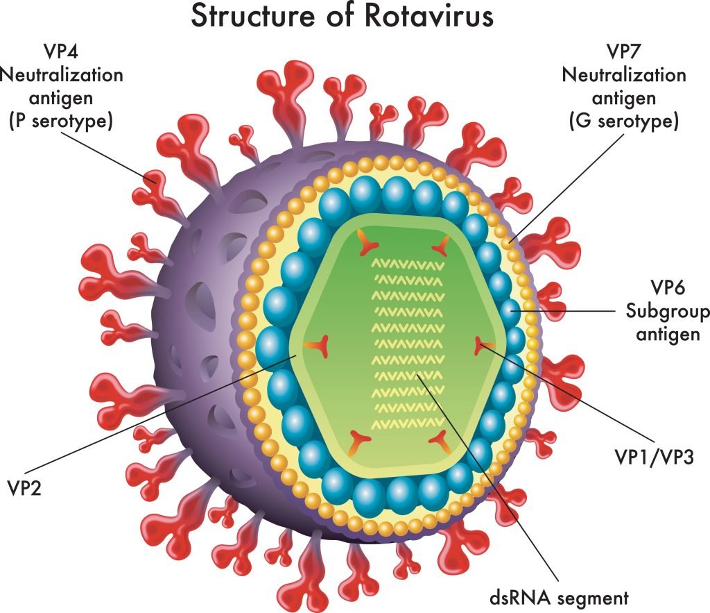 Rotavirus - On Duty of Munich Rotavirus