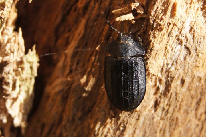Жук Peltis grossa